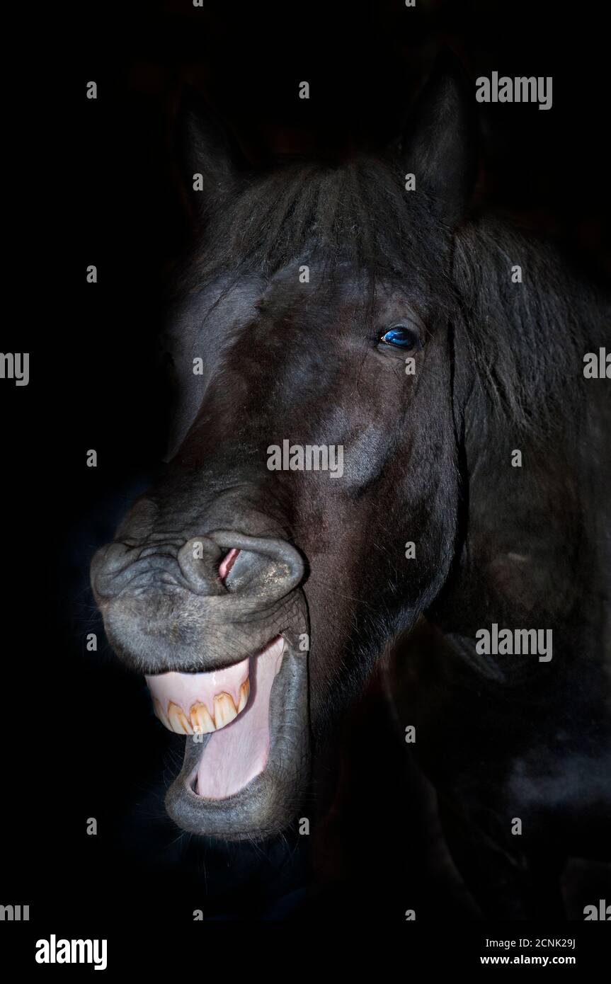 Black horse smiling and making funny laughing face with a dark background. Basque Country. Stock Photo