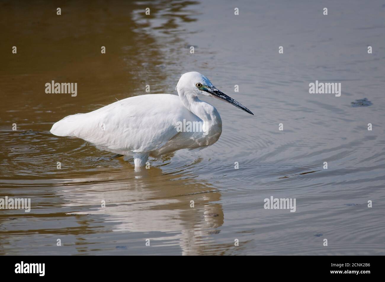 Little egret, Egretta garzetta, Ardeidae, foraging in shallow water. Stock Photo