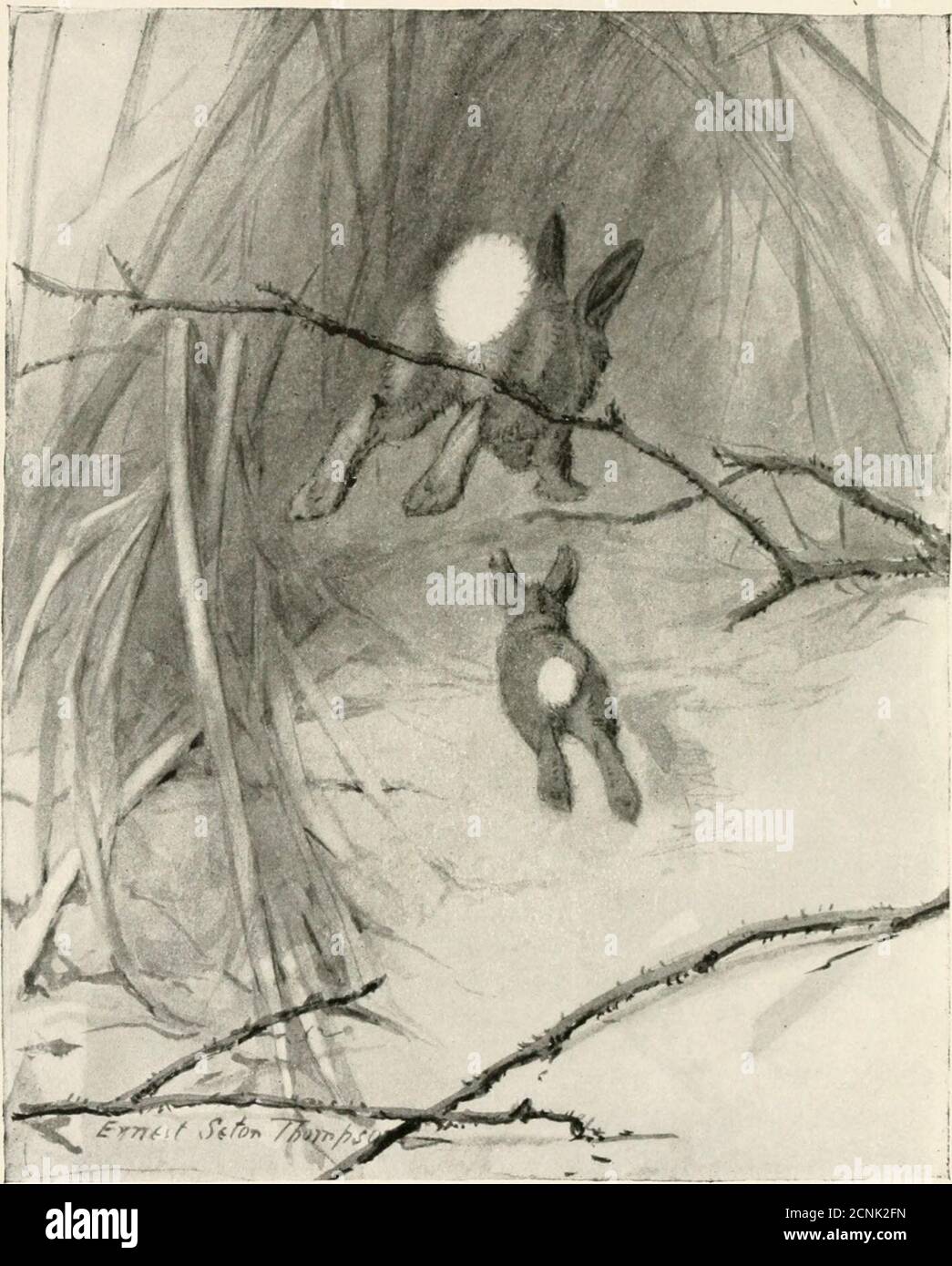 . Wild animals I have known : and 200 drawings . is magic in running water. Who doesnot know it and feel it? The railroad builderfearlessly throws his bank across the wide bog orlake, or the sea itself, but the tiniest rill of run-ning water he treats with great respect, studiesits wish and its way and gives it all it seems toask. The thirst-parched traveller in the poi-sonous alkali deserts holds back in deadly fearfrom the sedgy ponds till he finds one downwhose centre is a thin, clear line, and a faintflow, the sign of running, living water, and joy-fully he drinks. There is magic in runnin Stock Photo