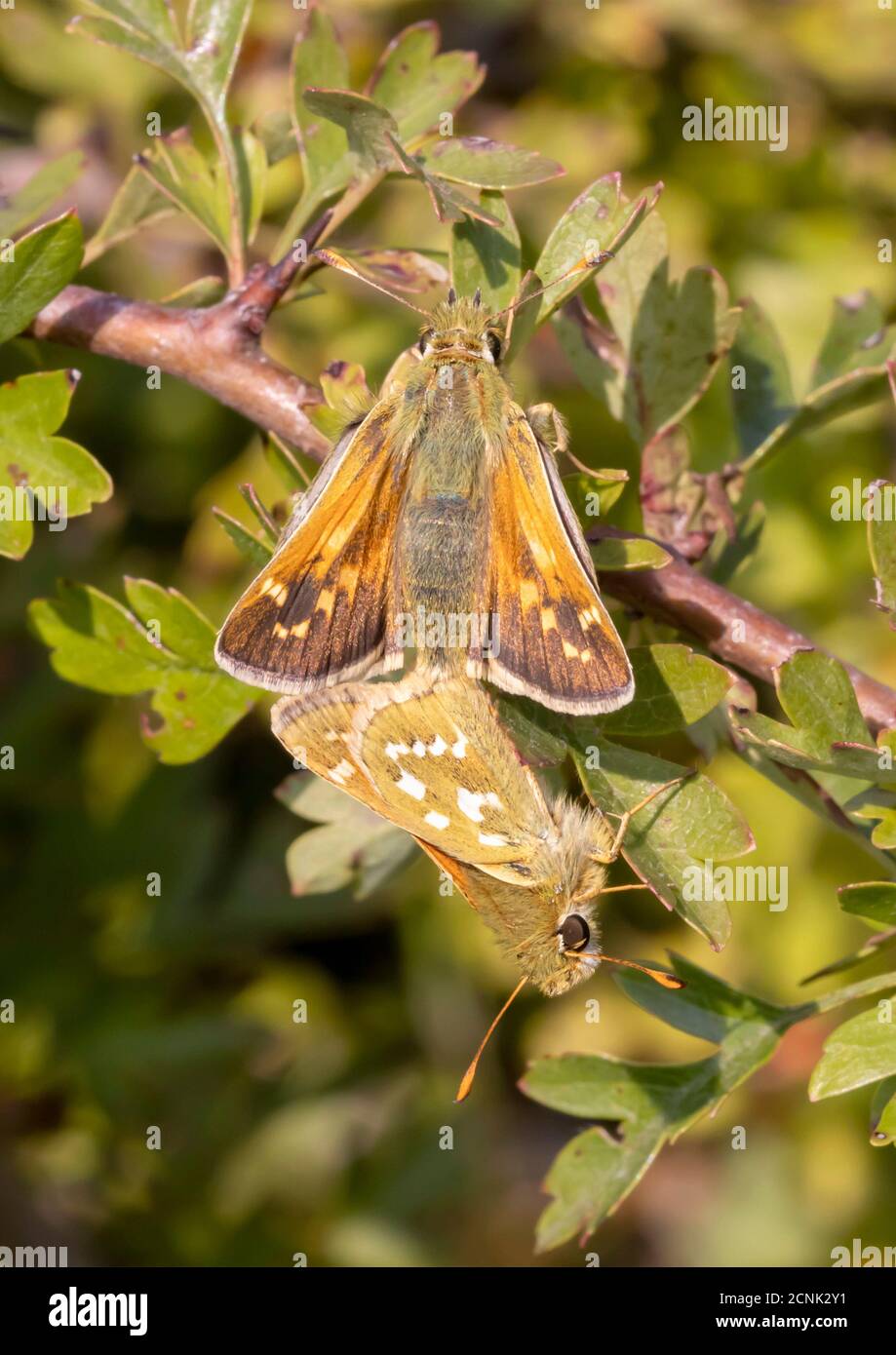 A pair of mating Silver-spotted skippers. Stock Photo