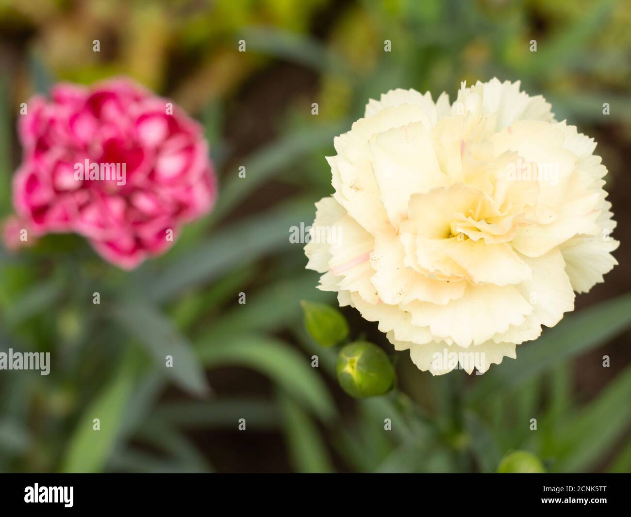 White carnation growing on a garden bed. Flower bed organization Stock