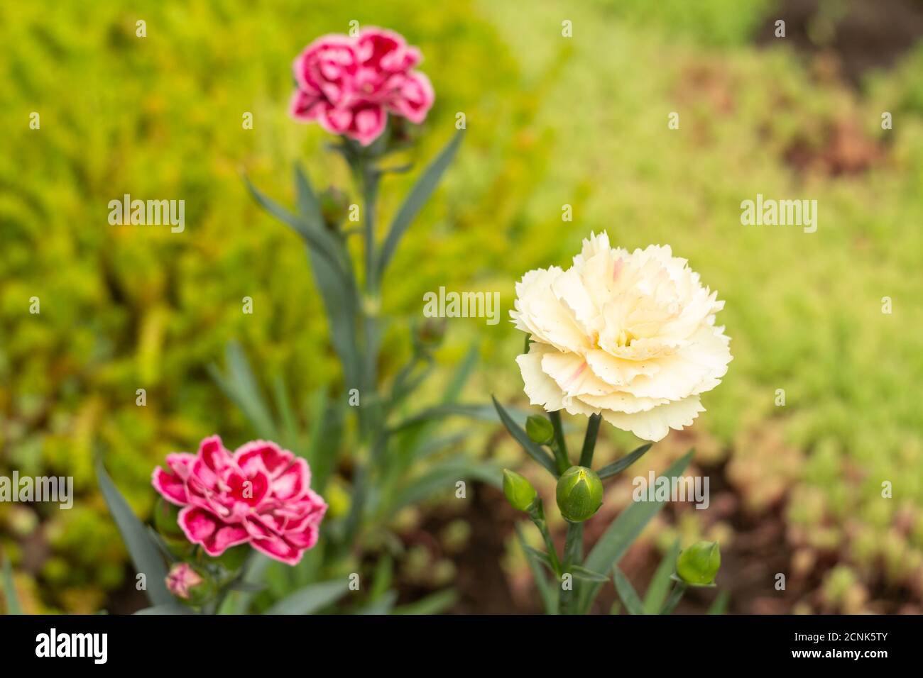 Red and white carnations growing on a garden bed. Flower bed