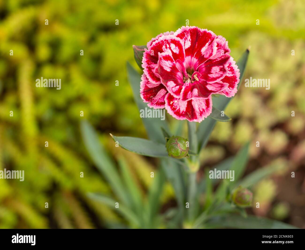 Red carnation growing on a garden bed. Top view. Flower bed