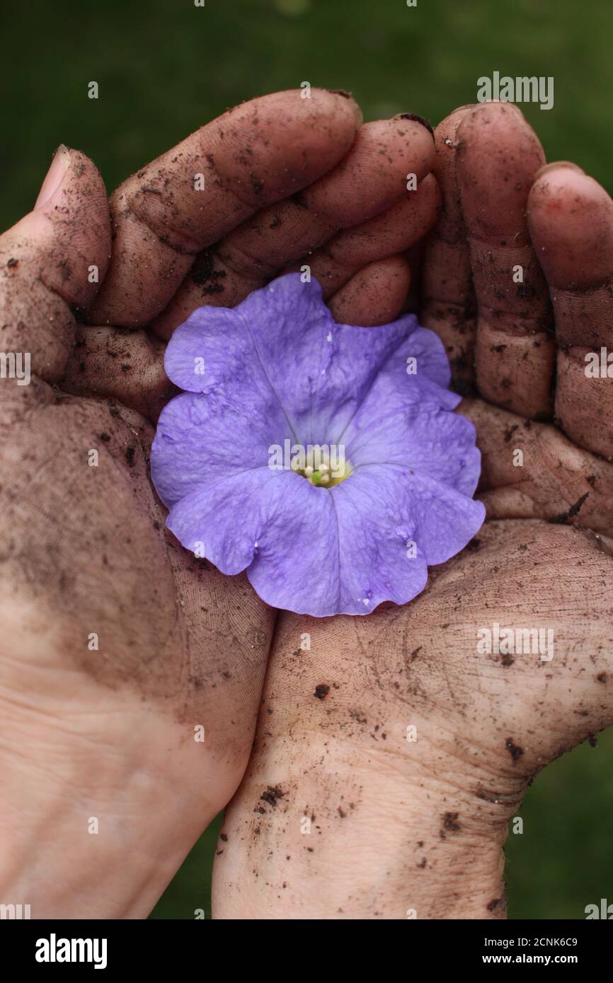 Gardeners hands, delicate flower Stock Photo