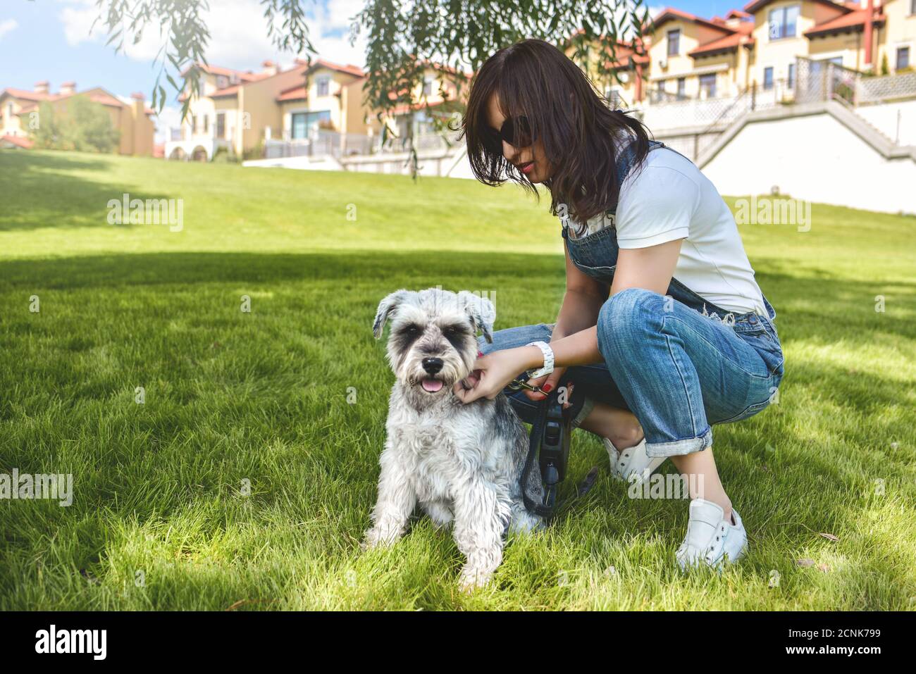 The owner of the dog walks his beautiful dog Schnauzer in the park. close view. concept of love for animals. best friends Stock Photo