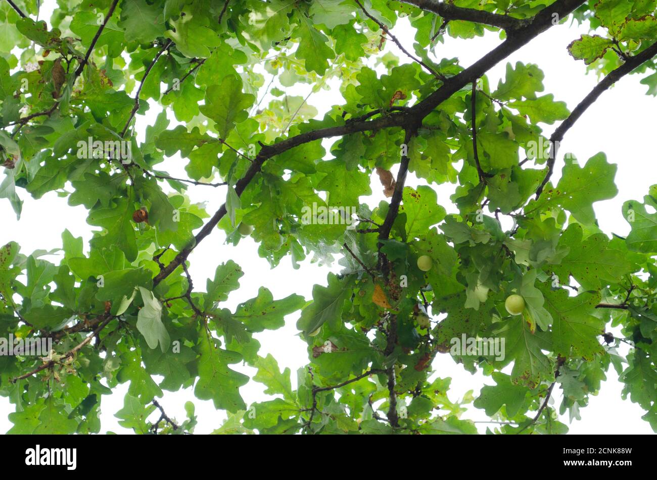 Oak Leaves Texture High Resolution Stock Photography and Images - Alamy