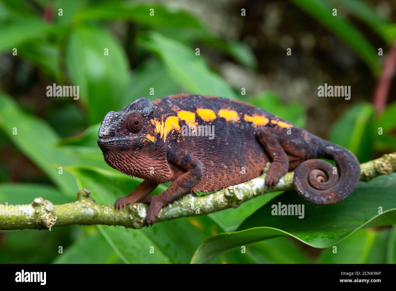 An earth-colored chameleon on a branch Stock Photo