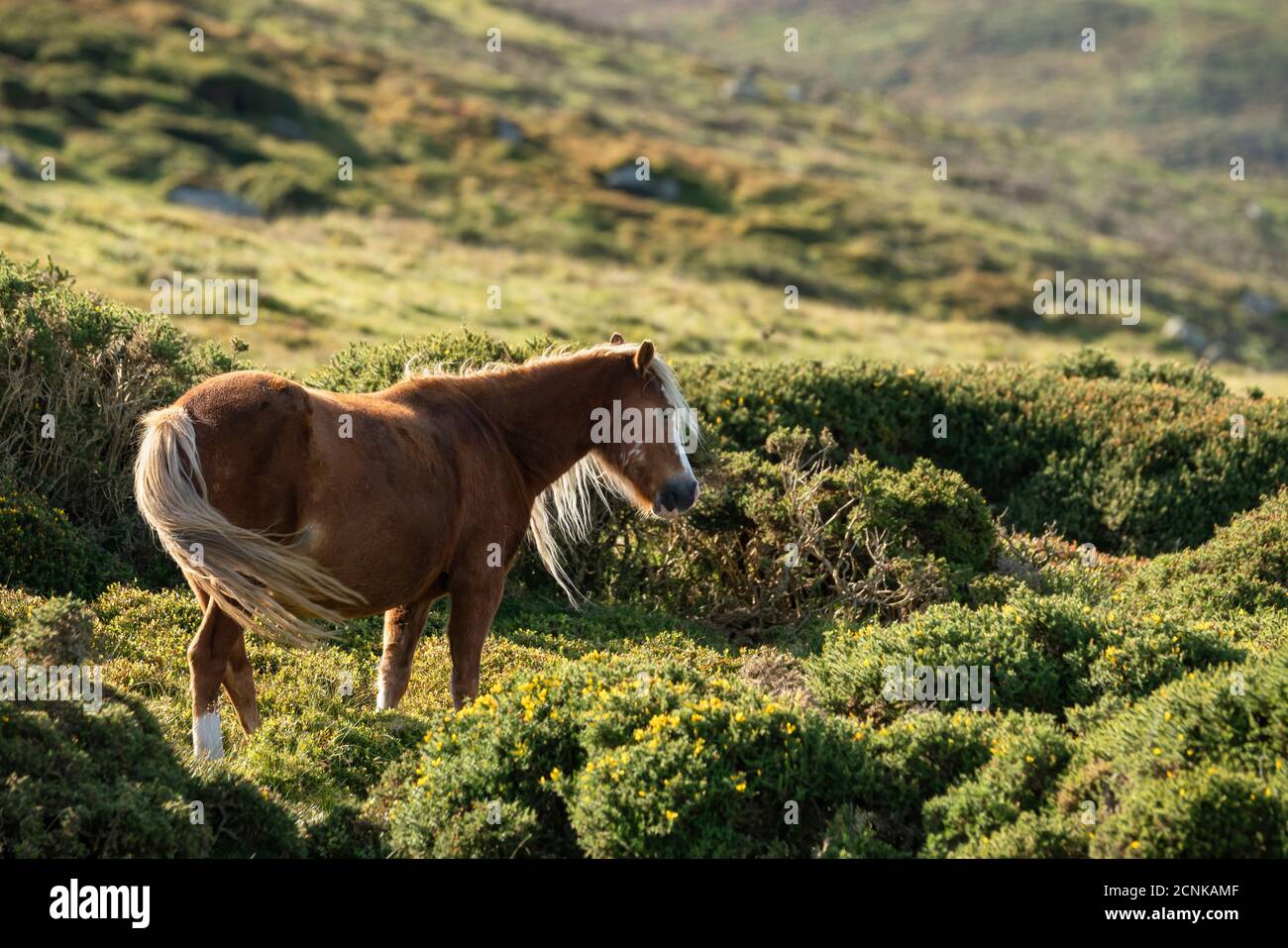 Carneddau pony, high in the Snowdonia national park Stock Photo