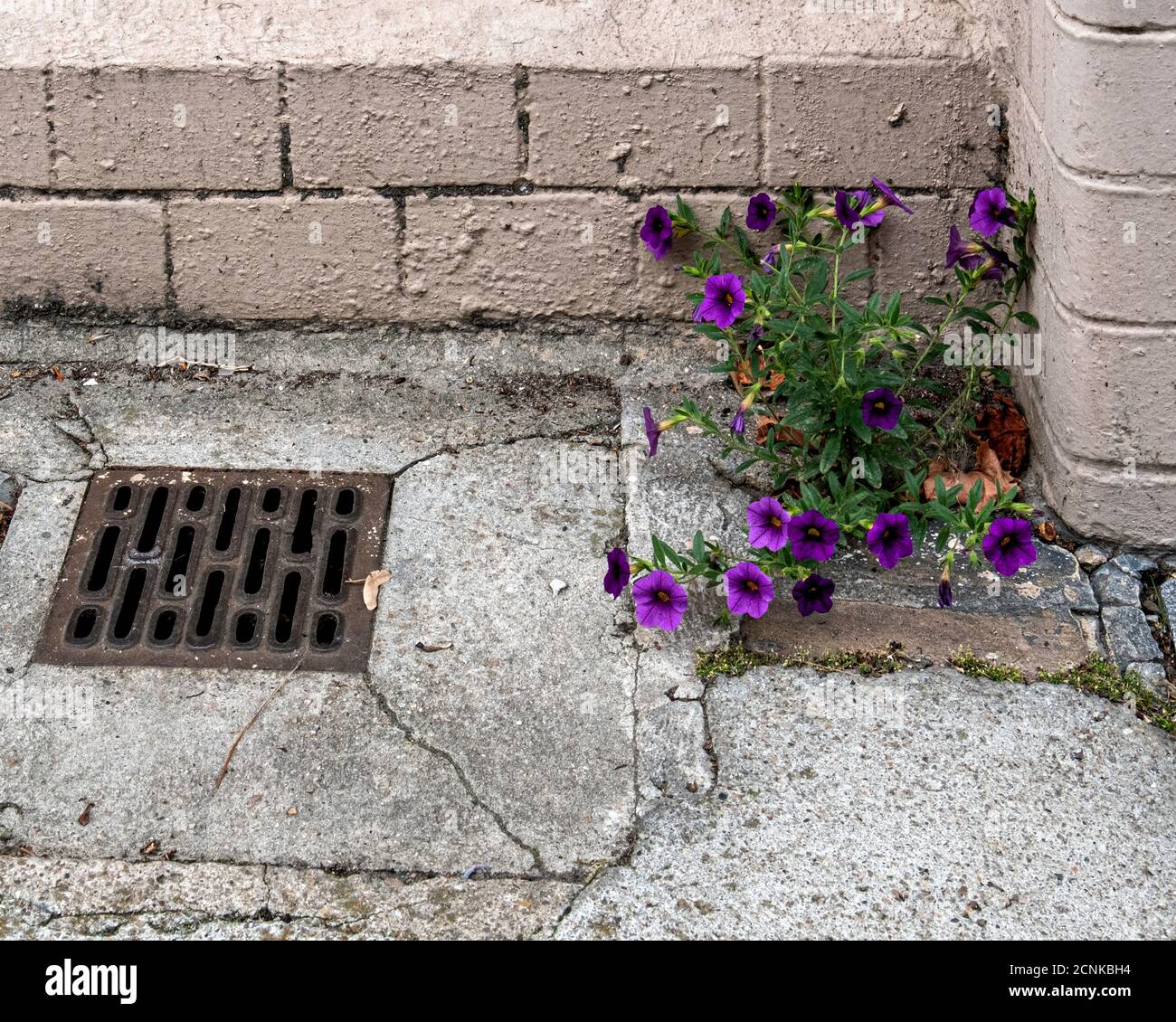 Flowers growing in crack in hi-res stock photography and images - Alamy