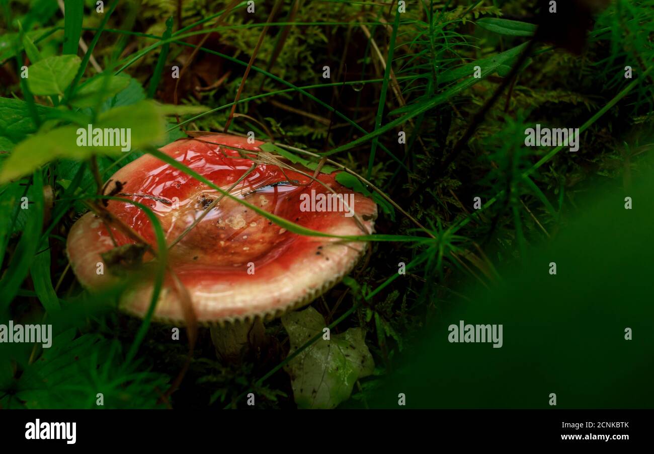 Red birch leaf mushroom hidding in green rain forest moss Stock Photo