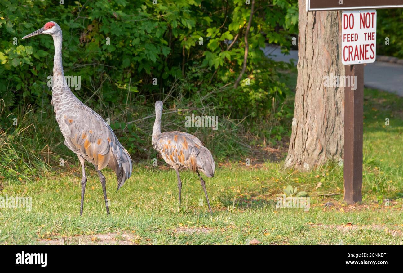 Milford, Michigan - A sign urges visitors not to feed the Sandhill cranes (Antigone canadensis) at Kensington Metropark. Stock Photo