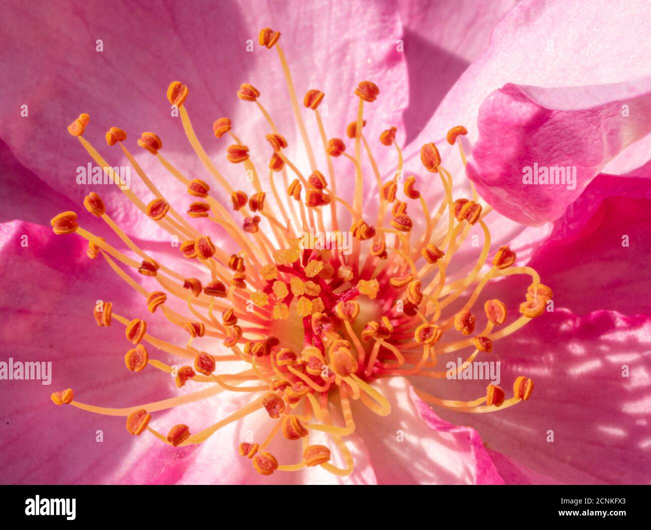Pistils of a shrub rose, macro shot, Bavaria, Germany, Europe Stock Photo