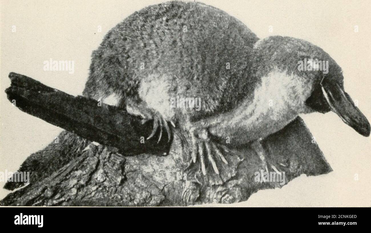 Platypus Baby High Resolution Stock Photography And Images Alamy Platypus Baby High Resolution Stock Photography And Images Alamy