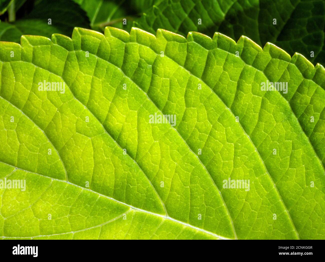 Leaf of a garden hydrangea (Hydrangea macrophylla), close-up, Bavaria, Germany, Europe Stock Photo