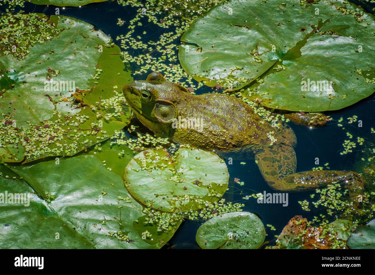 A frog blends in with its habitat in a pond Stock Photo Alamy