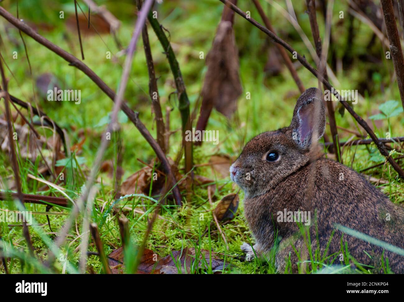 In it's natural habitat, a rabbit sits still on a forest floor so as not to be seen. Stock Photo
