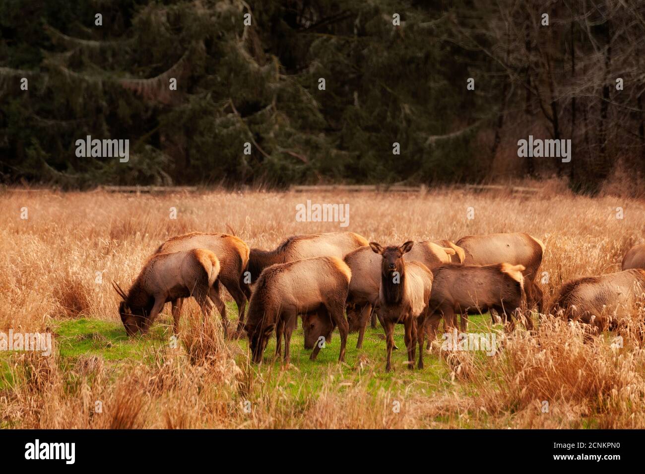 Herd of elk graze in a meadow near Gearheart, Oregon Stock Photo