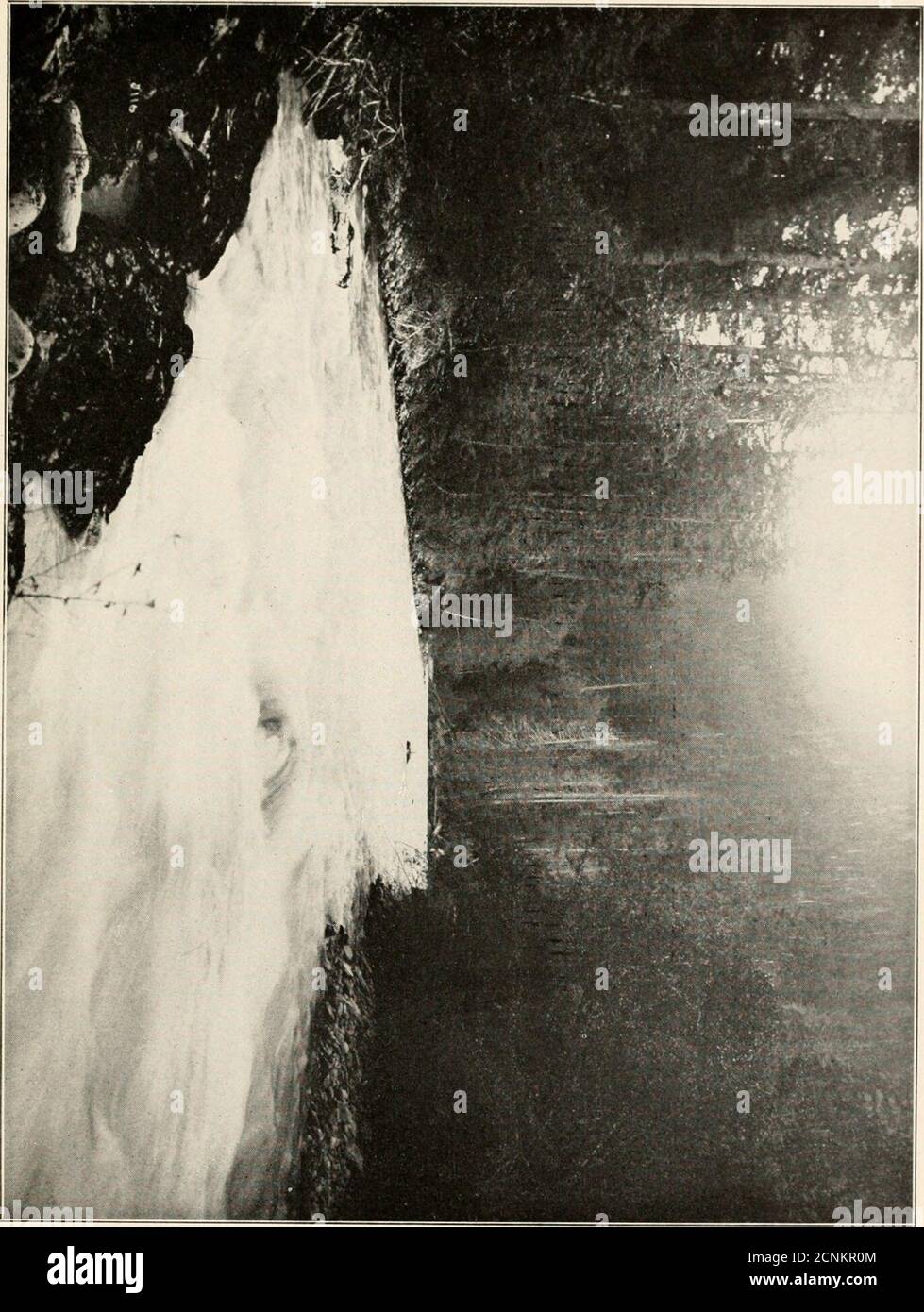 Oregon Ash Trees High Resolution Stock Photography And Images Alamy