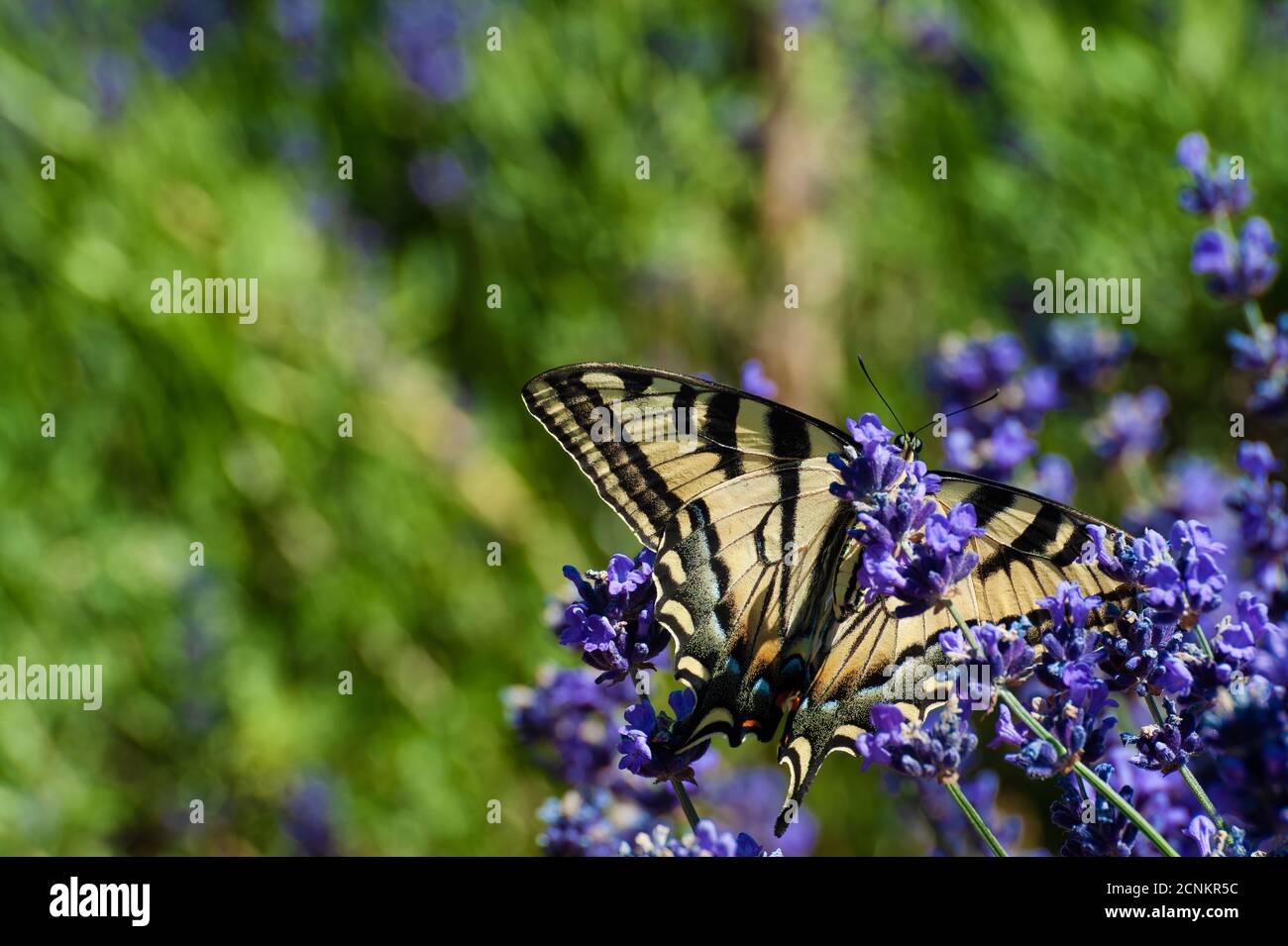 The underside of a Anise Swallowtail butterfly on a purple flower. Stock Photo