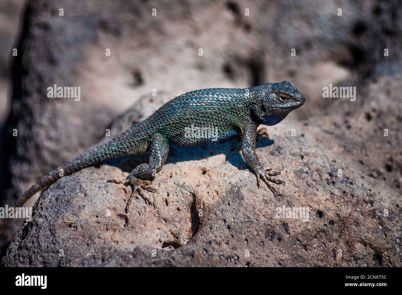 A lizard sunning itself on a rock in Oregon's High Desert near Bonanza, Oregon Stock Photo