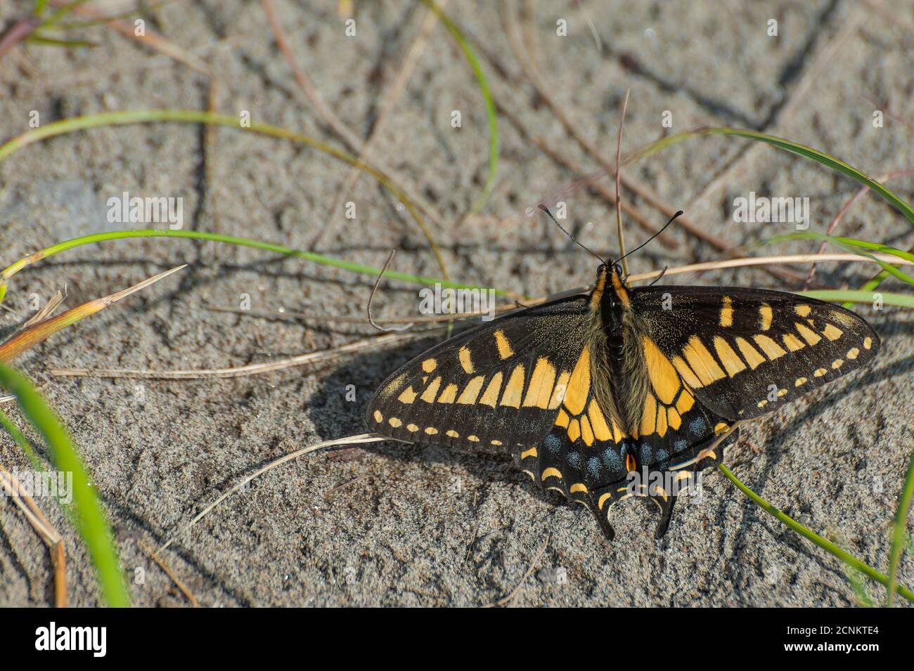 Anise Swallowtail butterfly Stock Photo