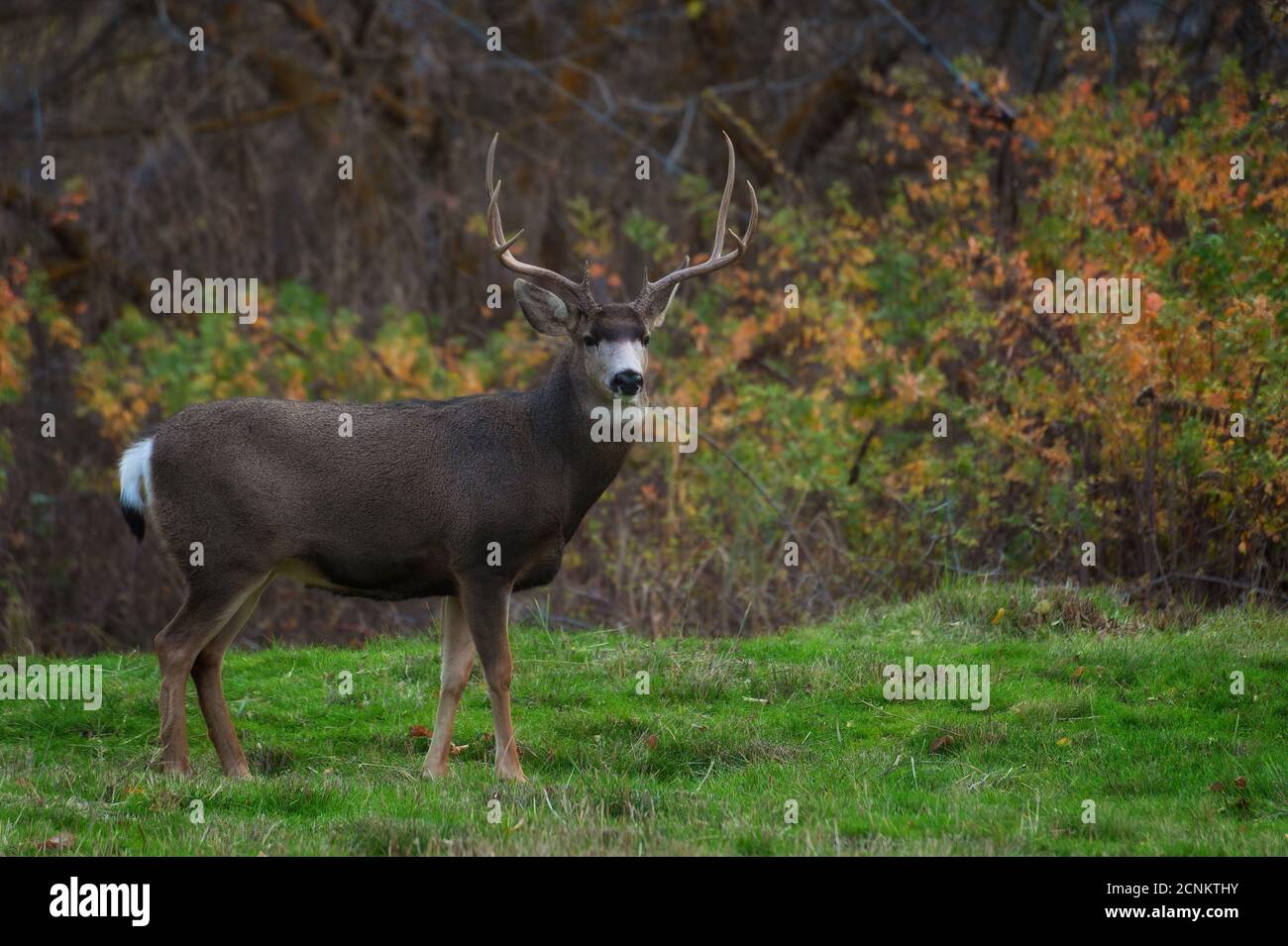 A buck stands with head held high showing off his nice rack of antlers ...