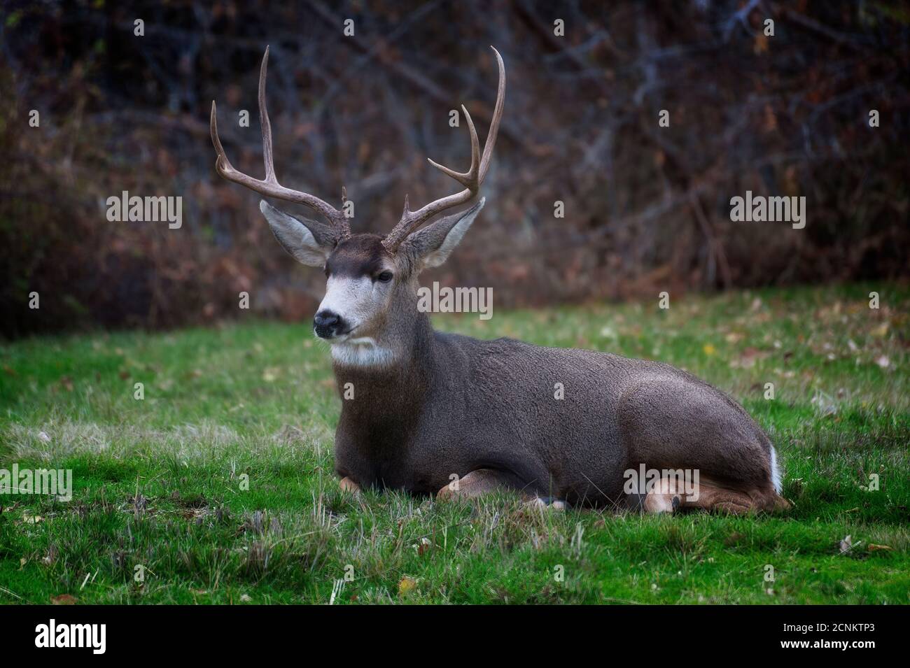 This big buck lays in grass show casing his big rack of antlers for ...