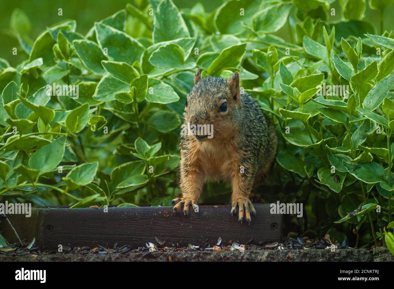 A squirrel raiding peanuts set out for birds looks at camera Stock