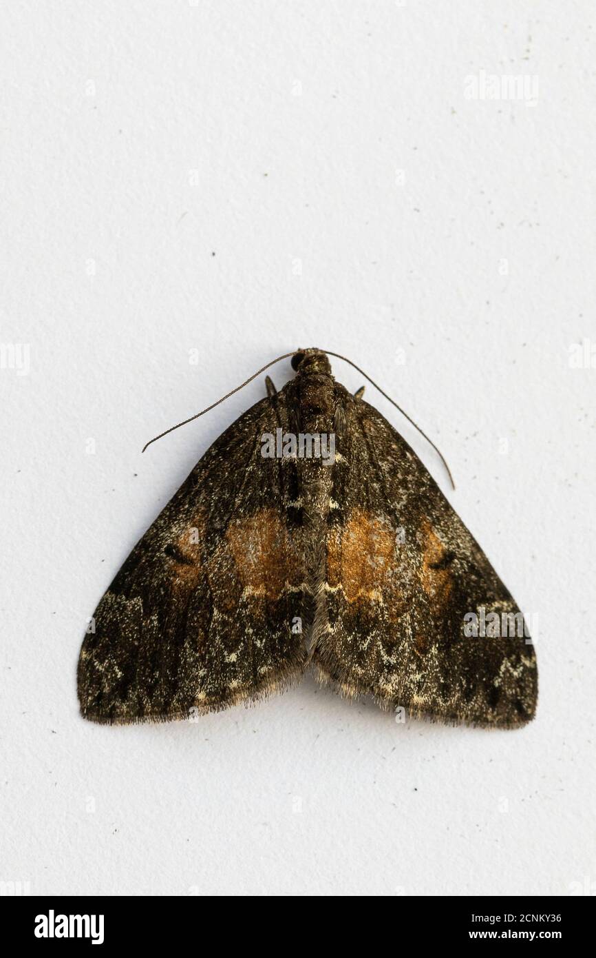 Common Marbled Carpet Moth (Dysstroma truncata) Stock Photo