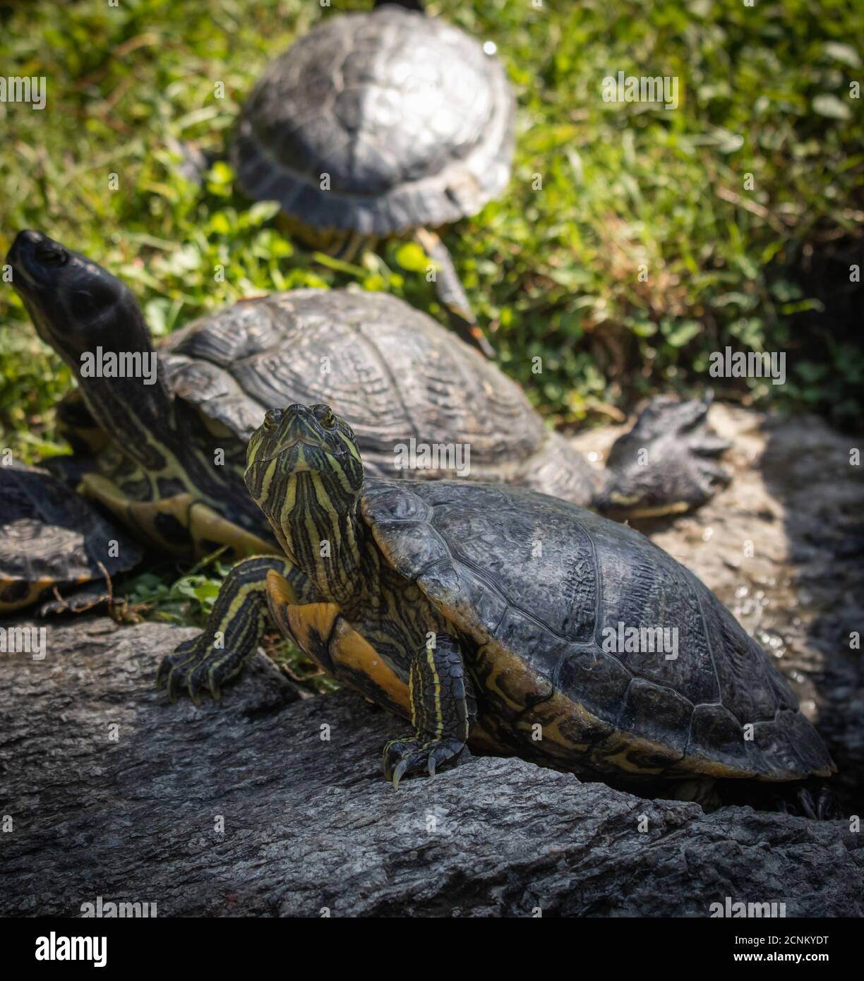 group of turtles walking around the pond Stock Photo Alamy