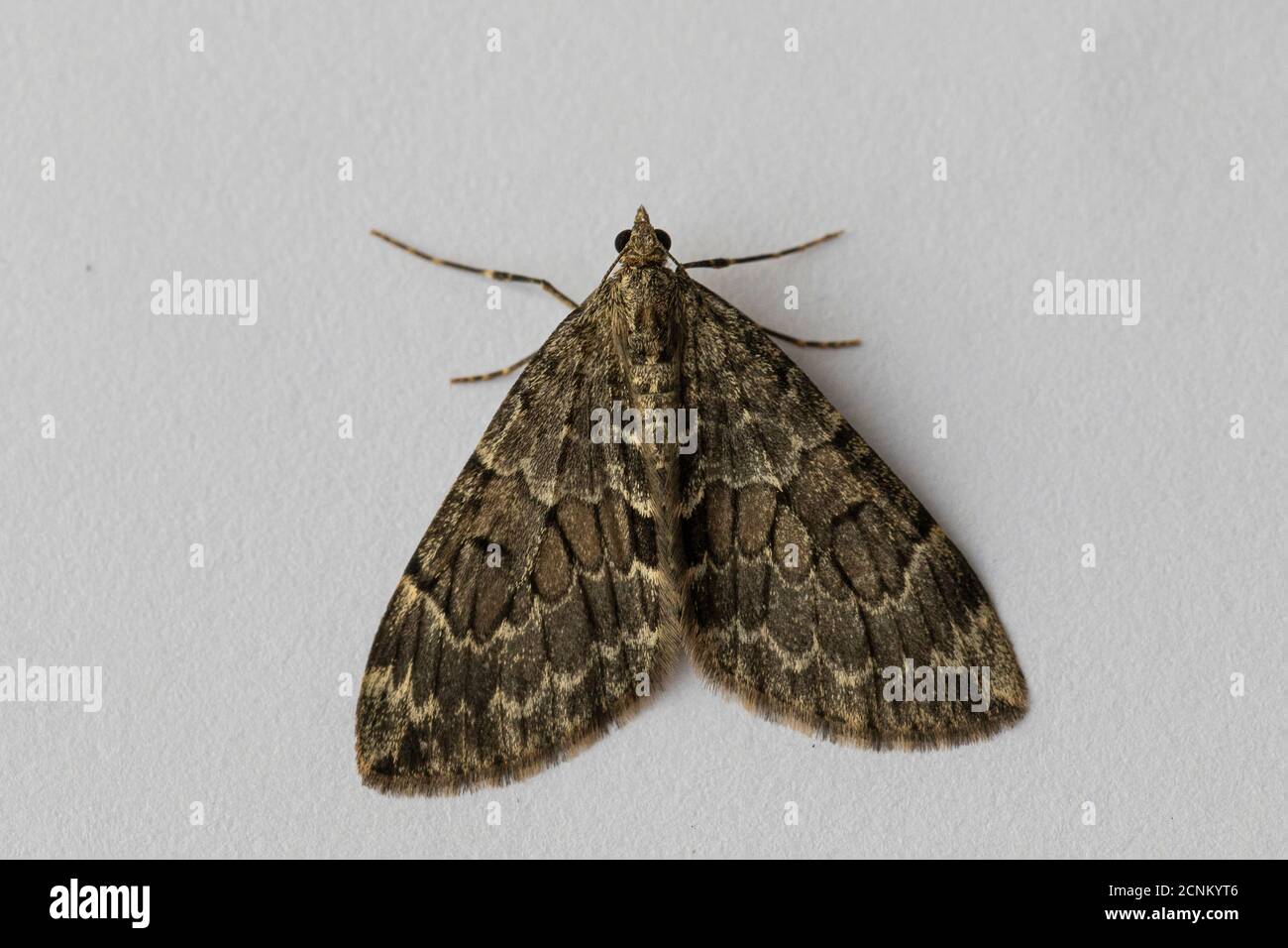 Spruce Carpet Moth (Thera britannica) Stock Photo