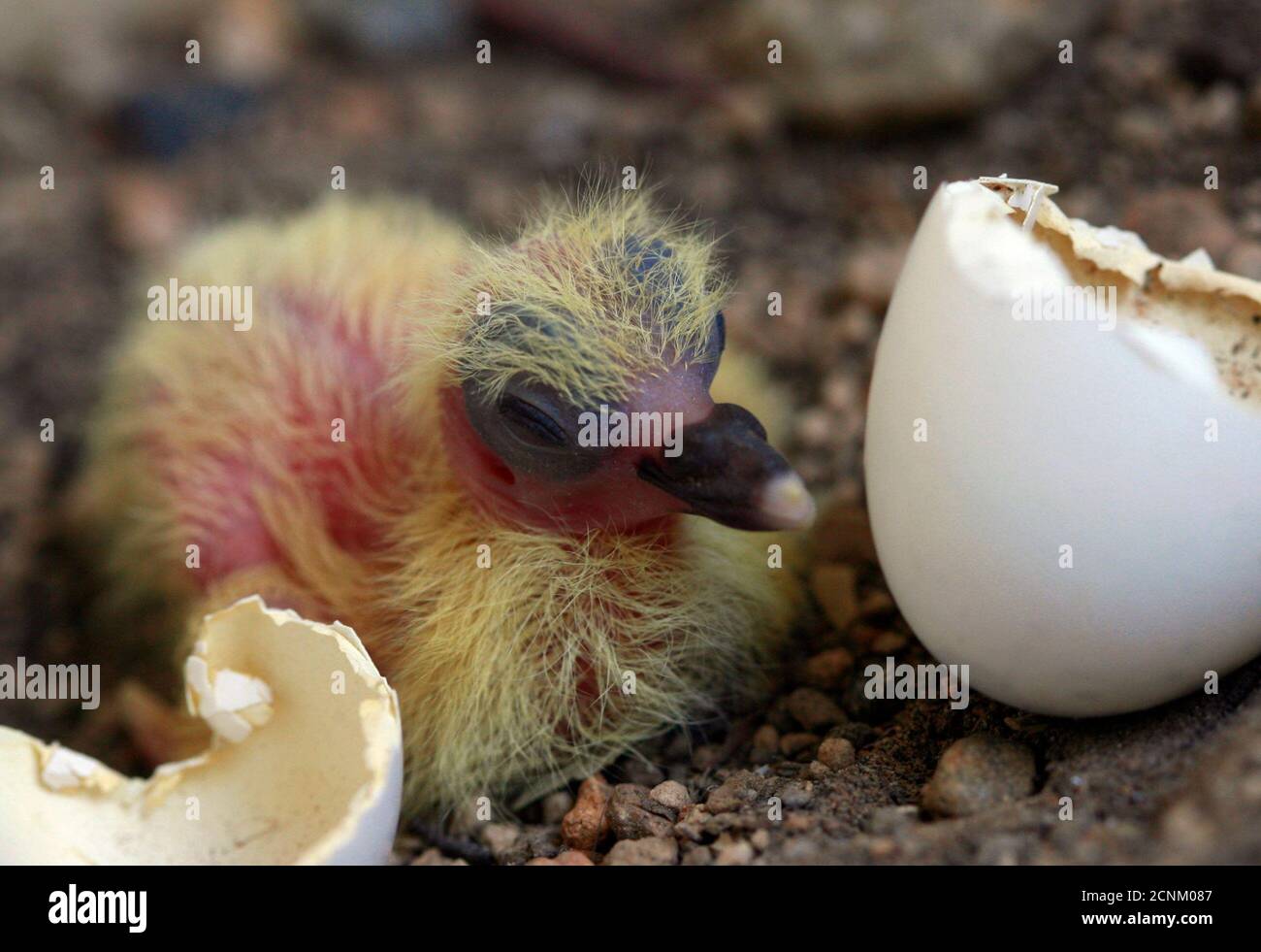 Hatched Pigeon High Resolution Stock Photography And Images Alamy Hatched Pigeon High Resolution Stock Photography And Images Alamy