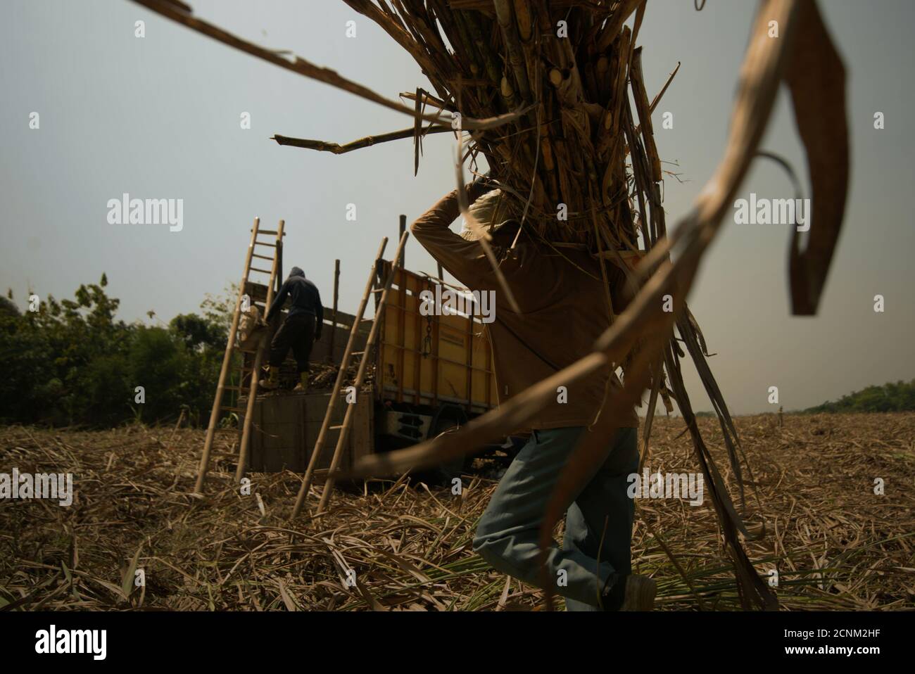 Workers loading freshly harvested sugarcanes onto a truck, at an agricultural field operated to supply Tasikmadu Sugar Mill in Central Java, Indonesia. Stock Photo