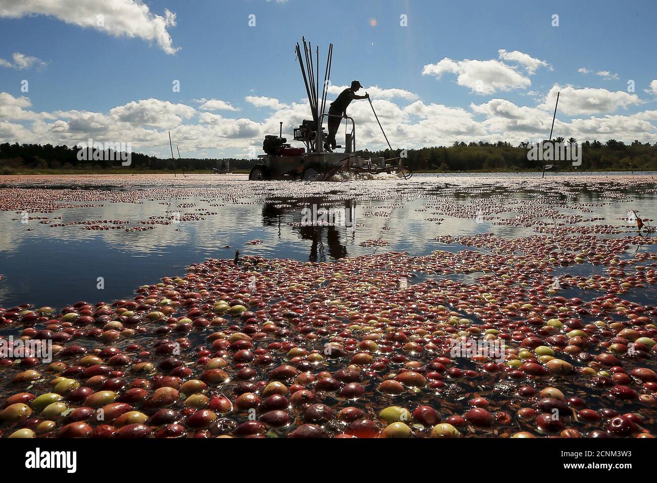 Cranberry carver ma hires stock photography and images Alamy