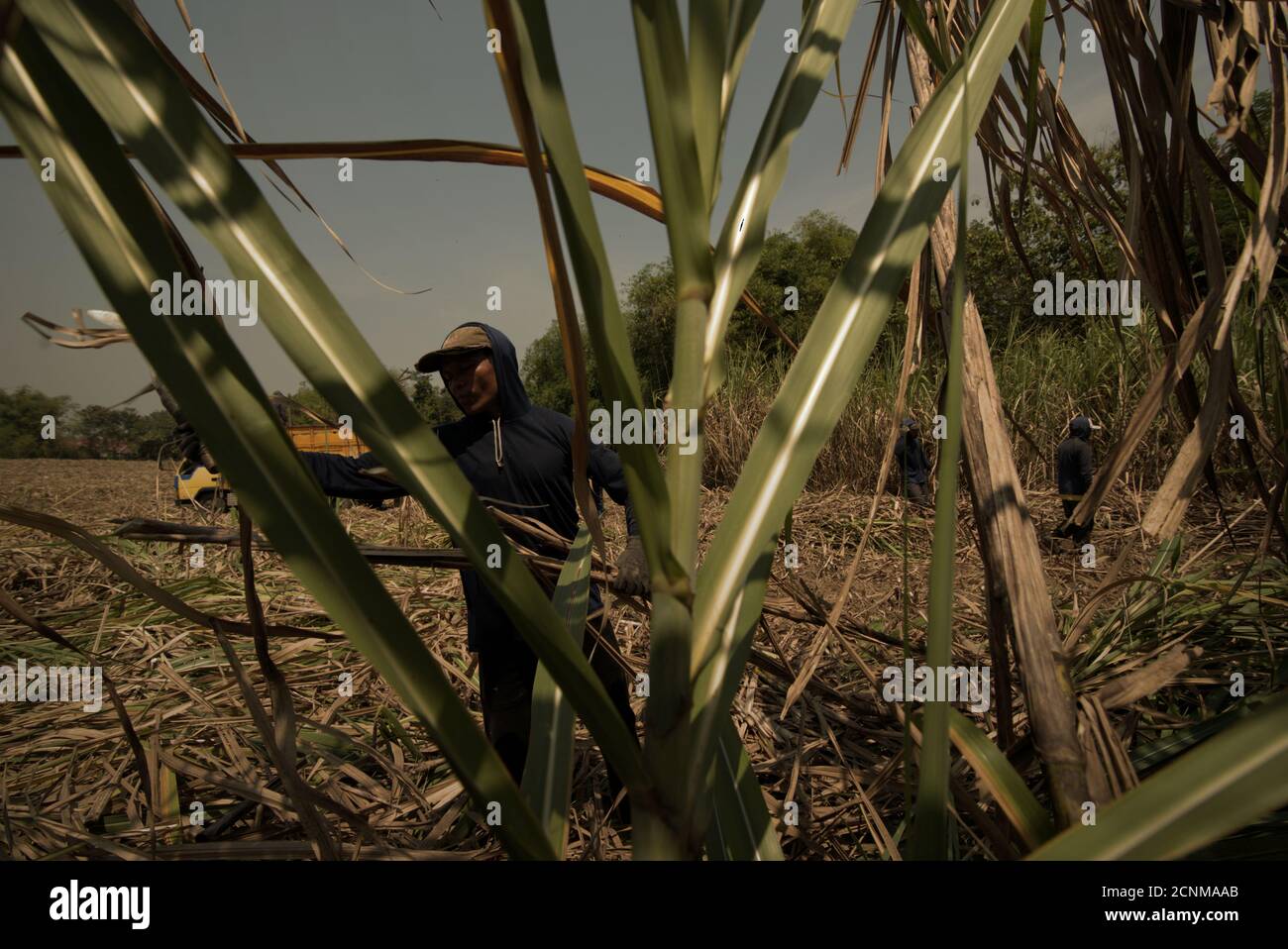 Workers harvesting sugarcane on an agricultural land leased and managed by Tasikmadu Sugar Mill in Karanganyar regency, Central Java, Indonesia. Stock Photo