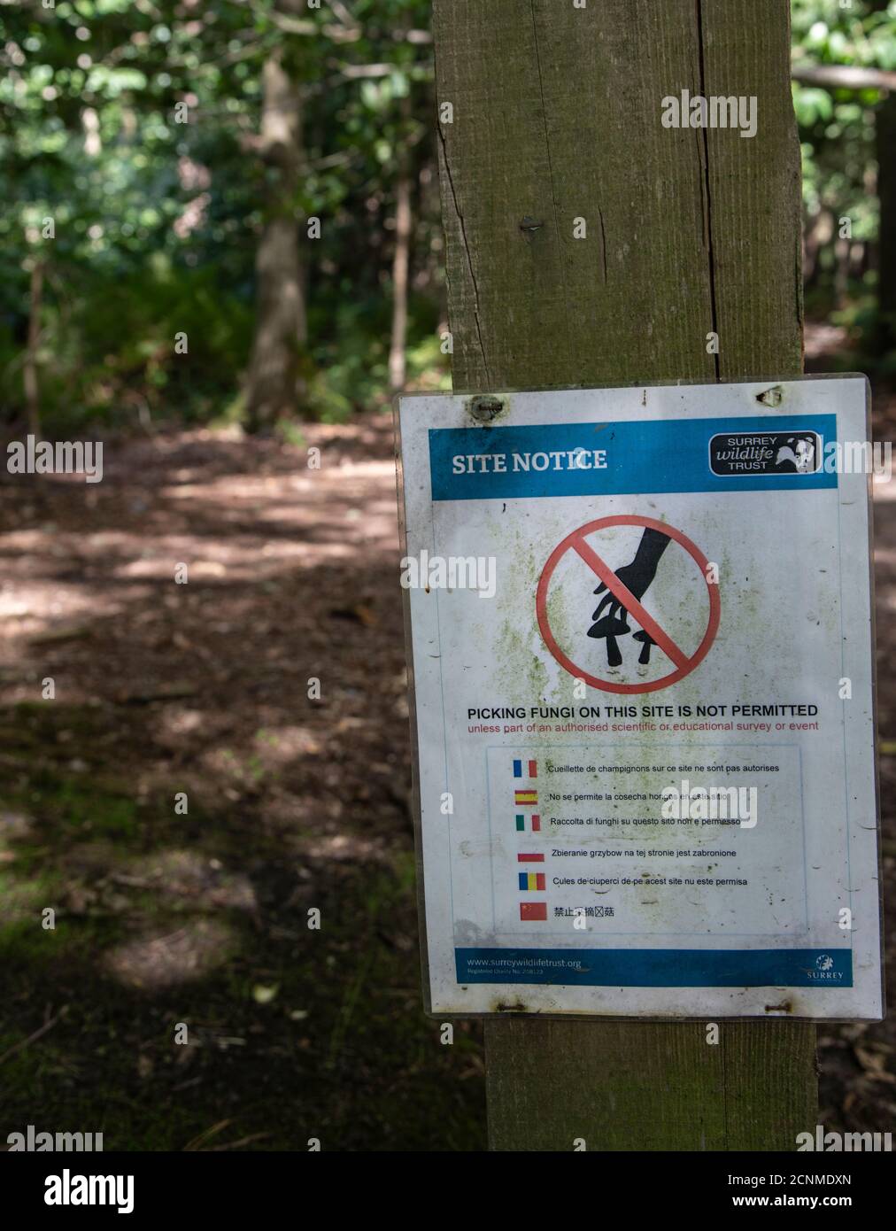 Fungus Picking Notice, Nature Reserve, Surrey, UK Stock Photo