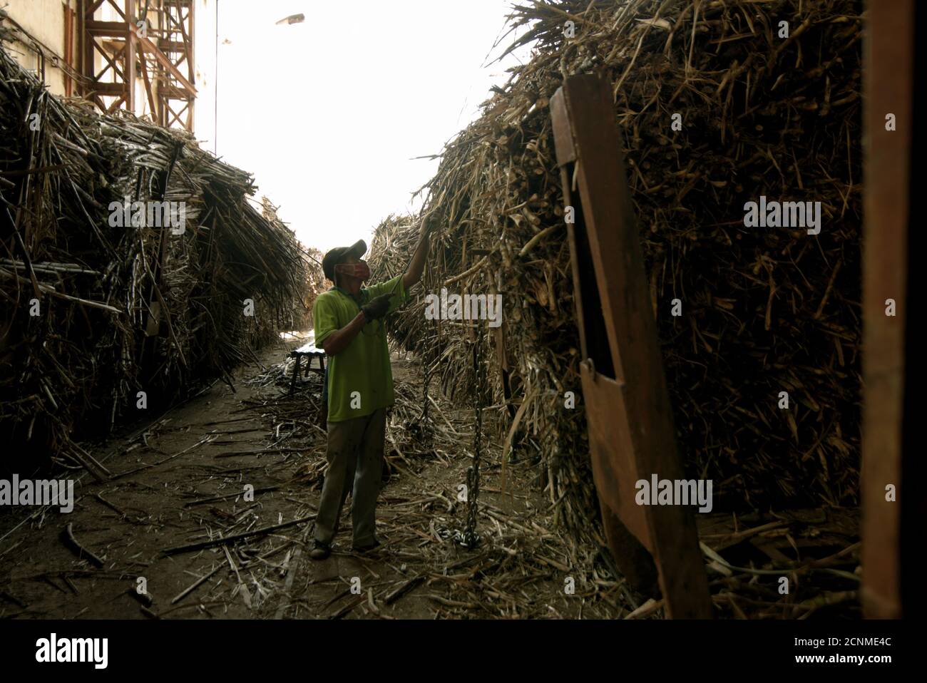 Workers checking, sorting and cleaning sugarcane supplies before the processing phases at Tasikmadu Sugar Mill in Karanganyar, Central Java, Indonesia Stock Photo
