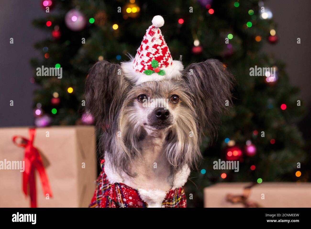 Dog new hotsell years eve clothes