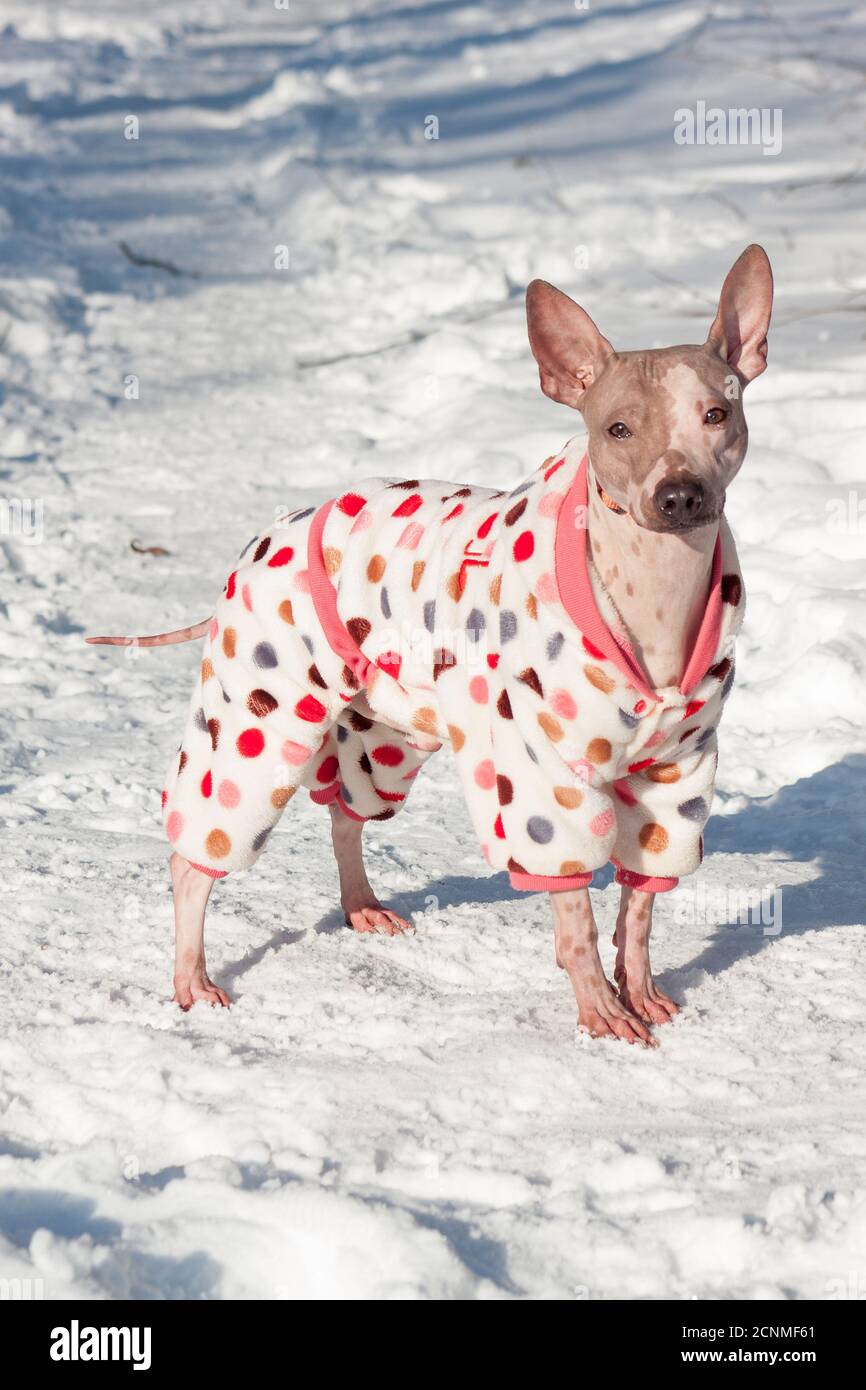 Cute american hairless terrier in beautiful pet clothing is standing on a  white snow. Pet animals. Sunny winter day Stock Photo - Alamy