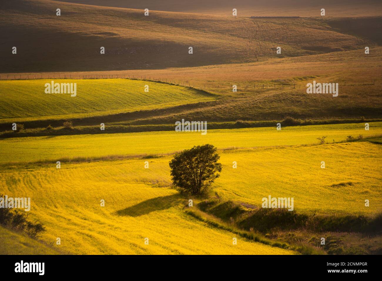 Lonely tree among fields hi-res stock photography and images - Alamy