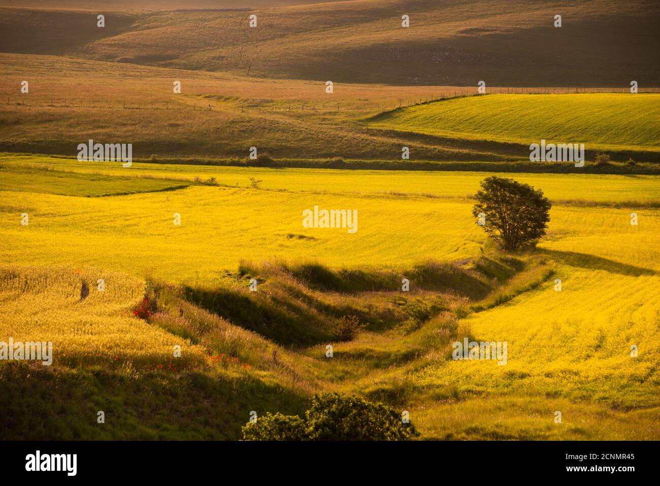 Lonely tree among fields hi-res stock photography and images - Alamy