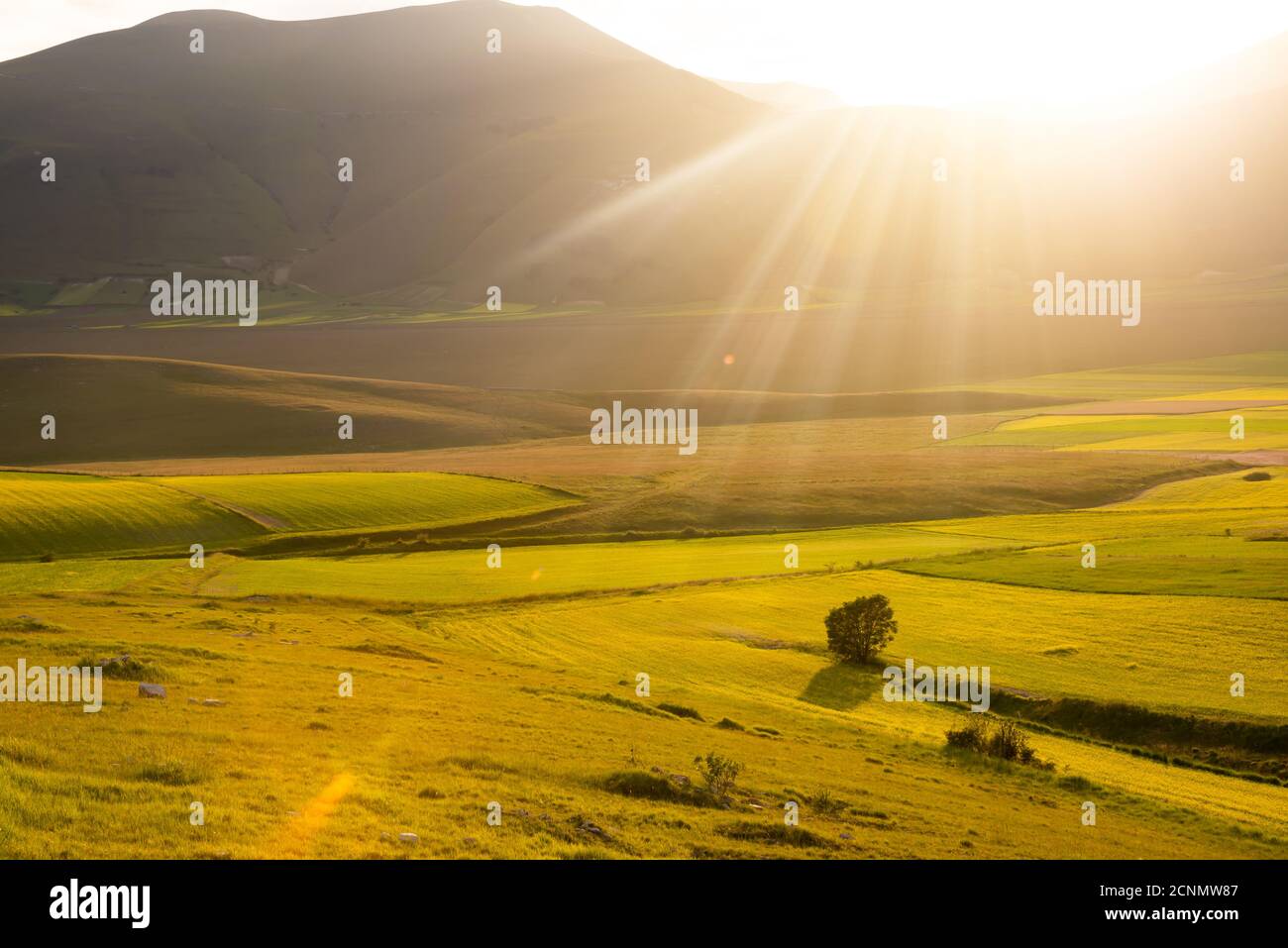 Lonely tree among fields hi-res stock photography and images - Alamy