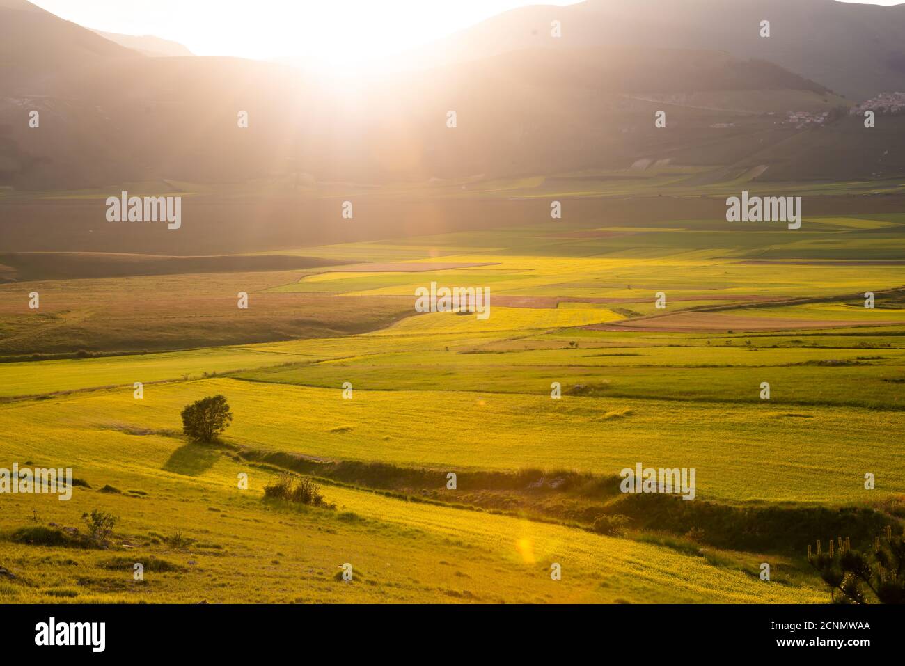Lonely tree among fields hi-res stock photography and images - Alamy