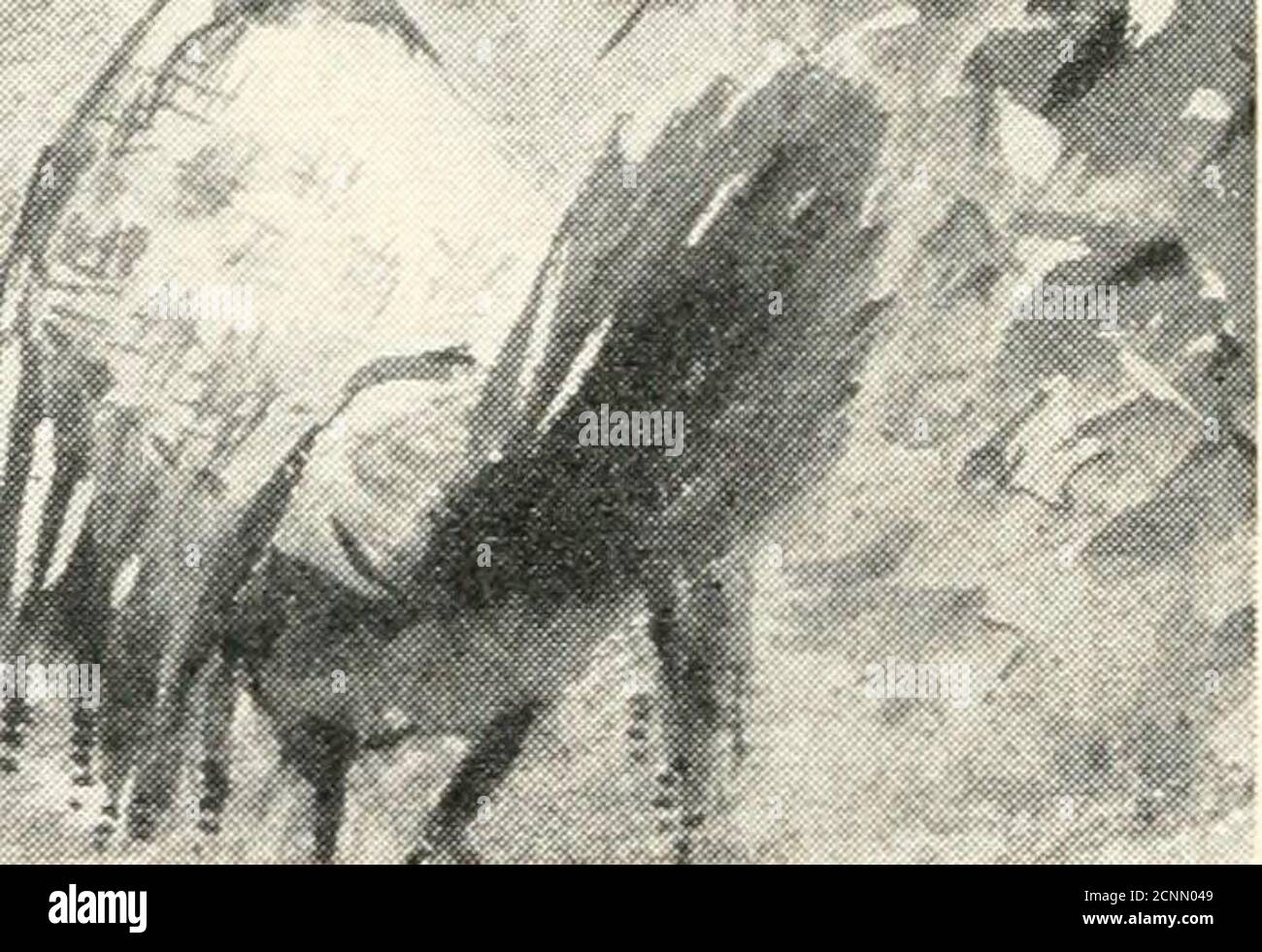 . The dream adventures of little Bill; . ^,-!£f^ff^ ^^ Hvn.. The party ...