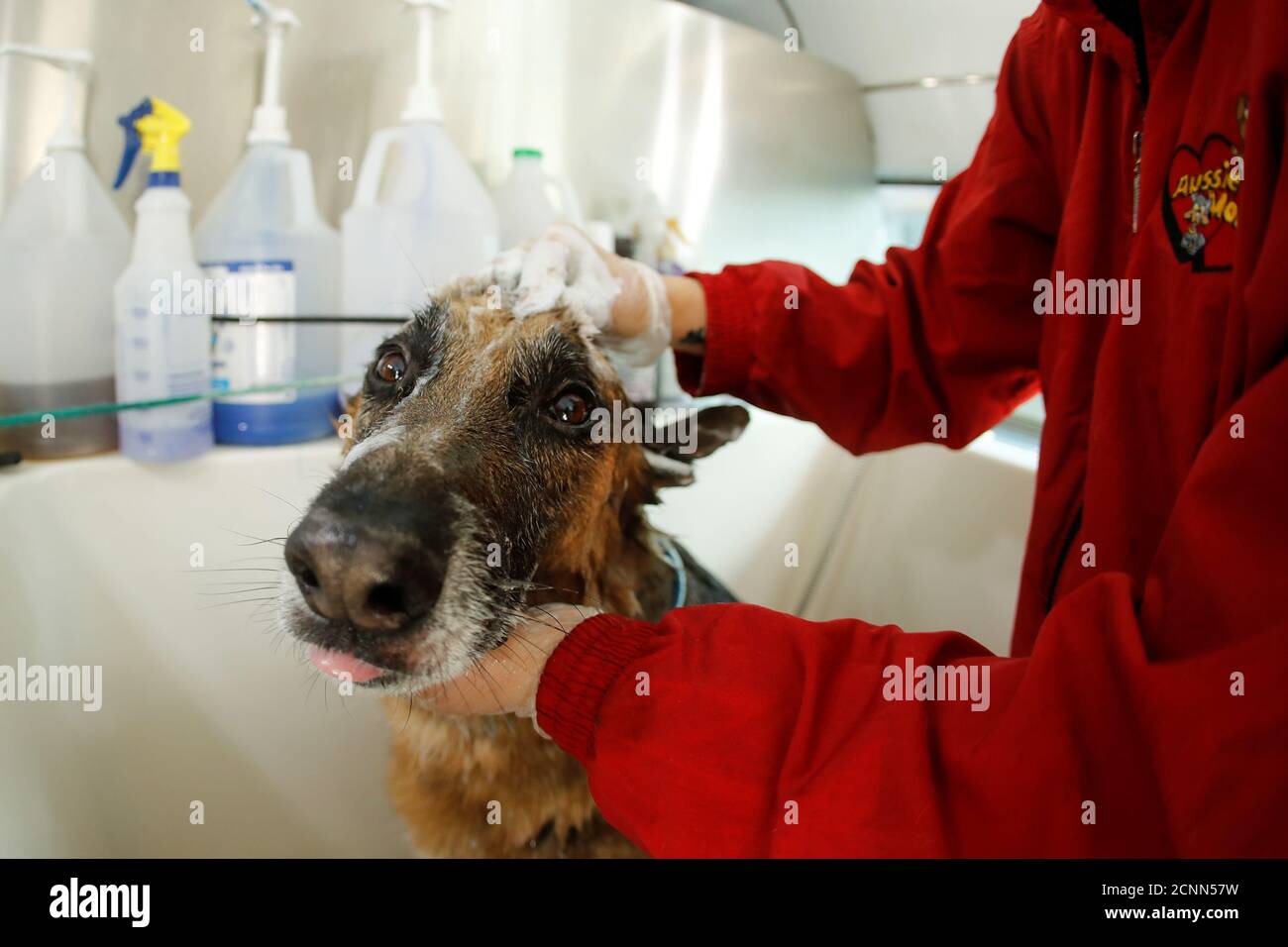 Mobile Dog Grooming High Resolution Stock Photography And Images Alamy