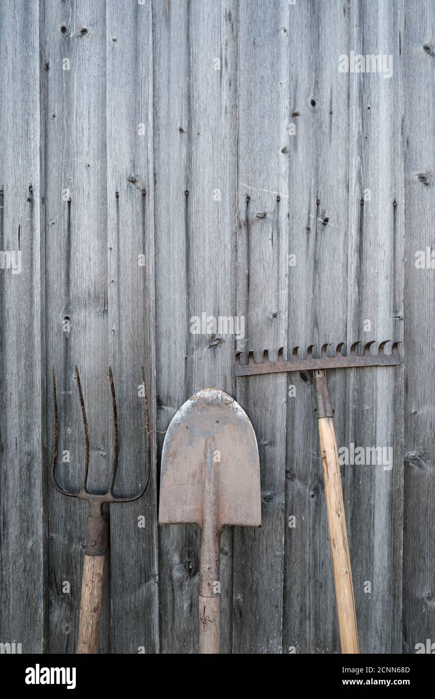 Gardening tools, shovel, rake and pitchfork stand against an old wooden barn wall, in a village courtyard. Copy space. Stock Photo