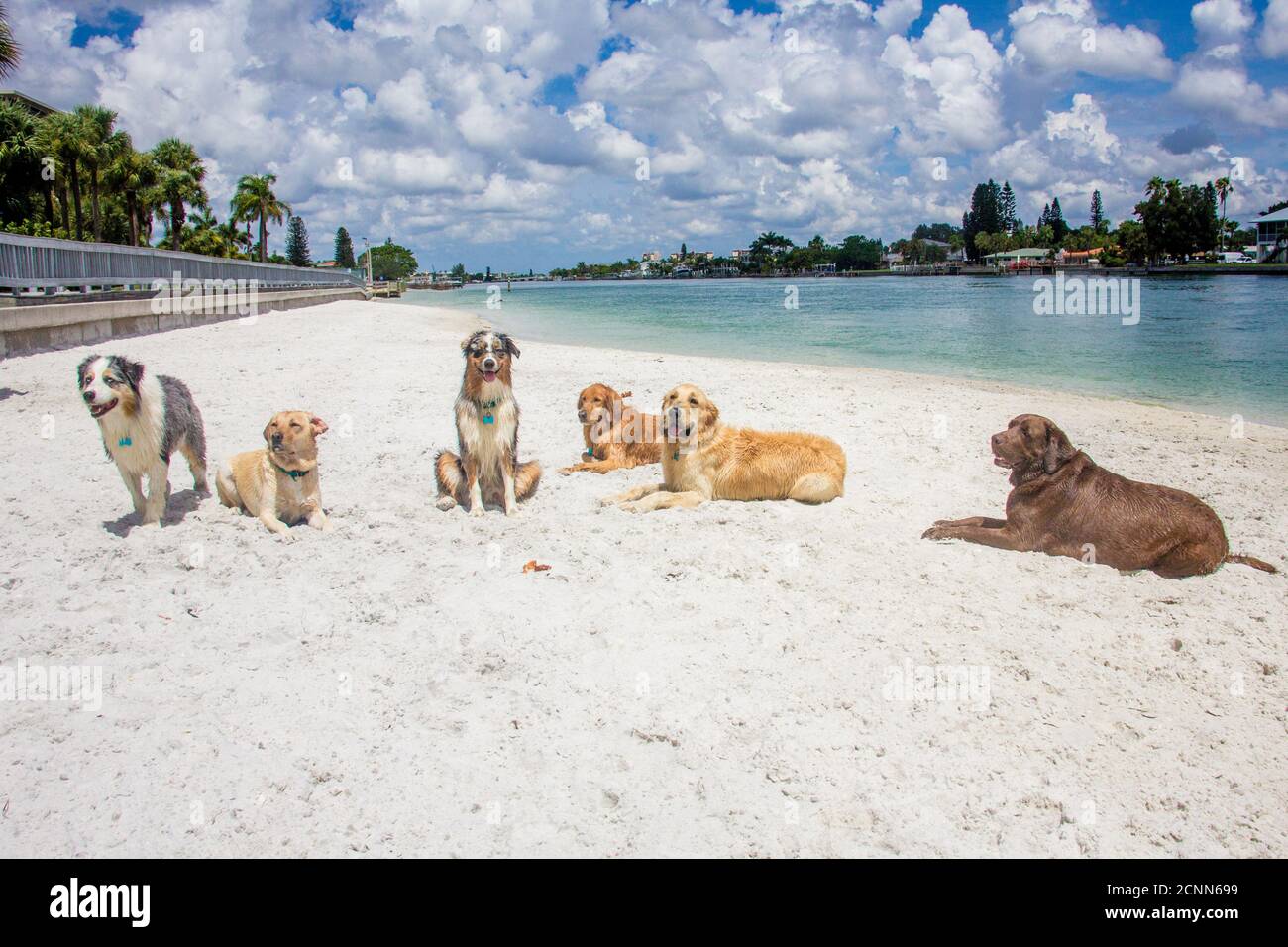 Six dogs sitting on beach, Florida, USA Stock Photo