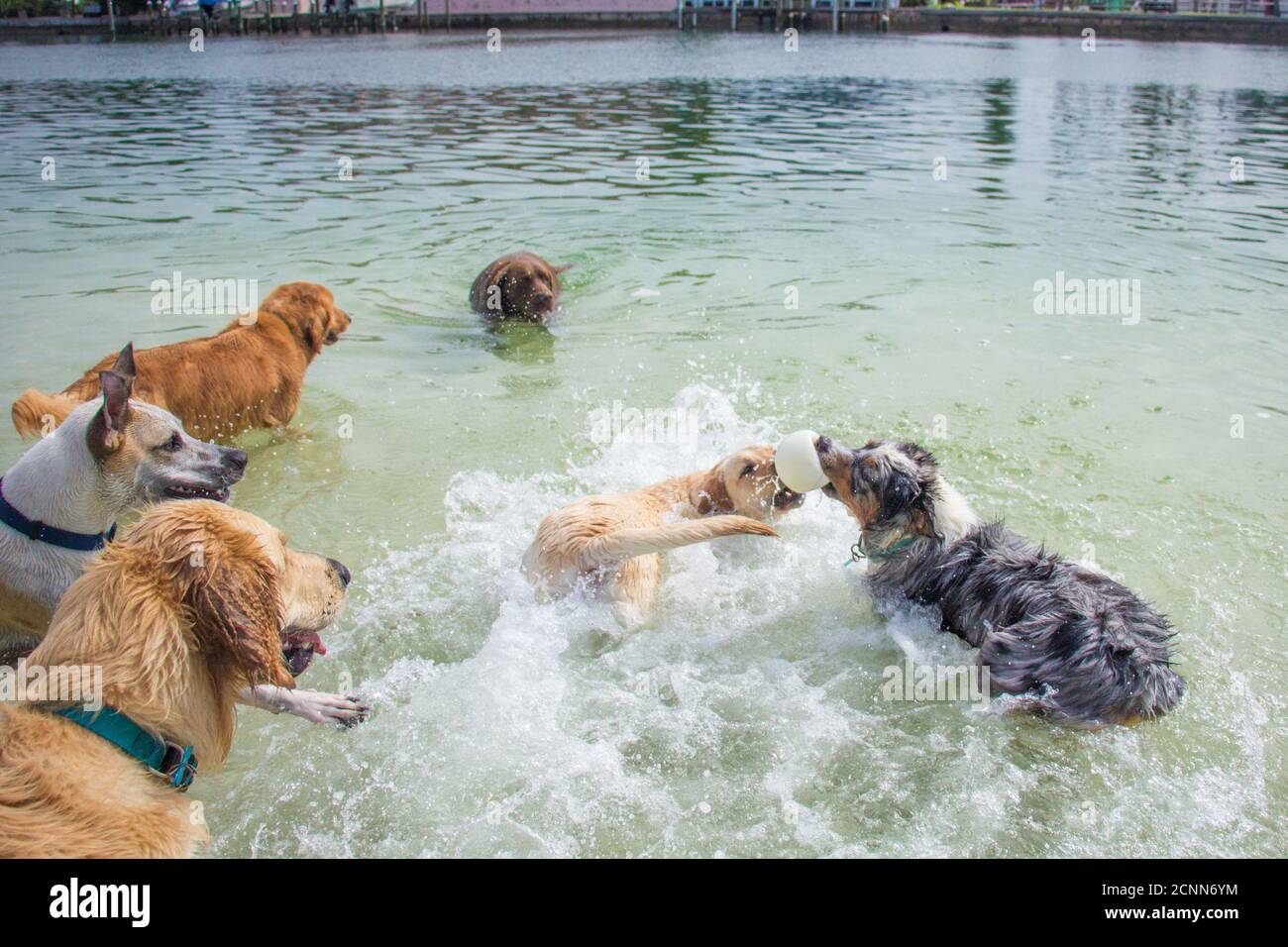 Six dogs playing with a ball in ocean, Florida, USA Stock Photo