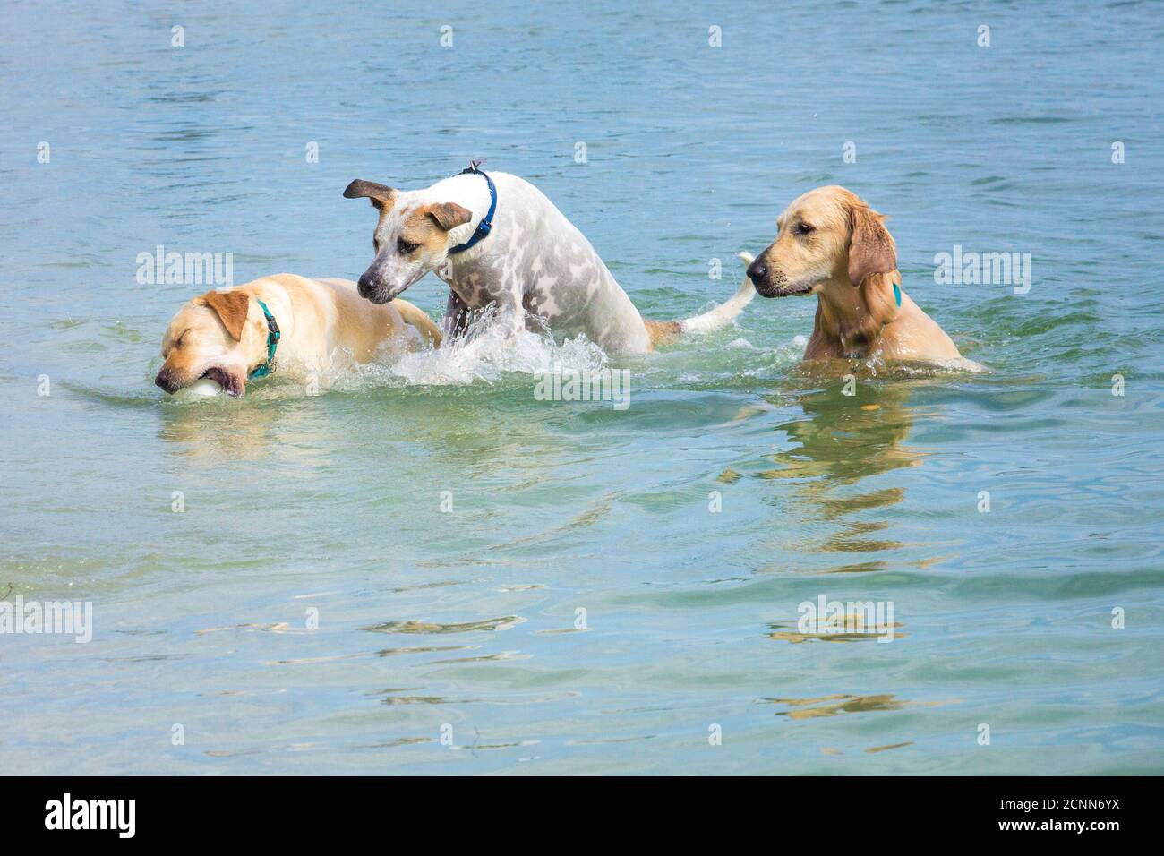 Three dogs playing with a ball in ocean, Florida, USA Stock Photo