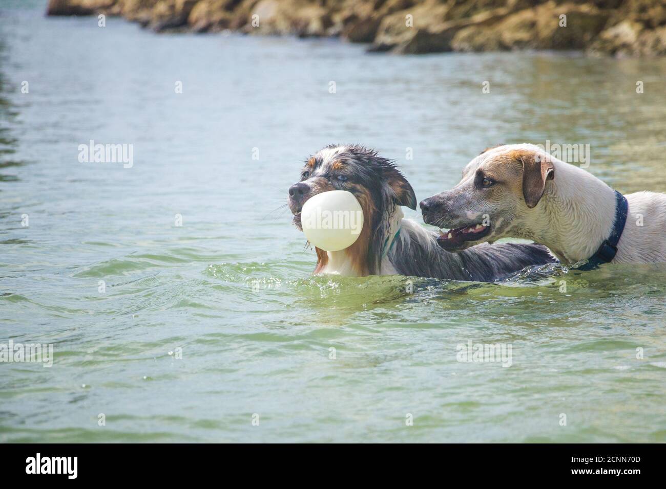 Two dogs playing with a ball in ocean, Florida, USA Stock Photo